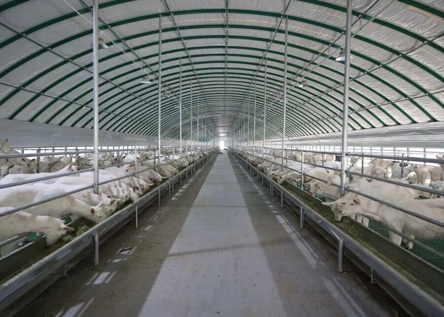 A well-designed, large-scale dairy goat farm shed