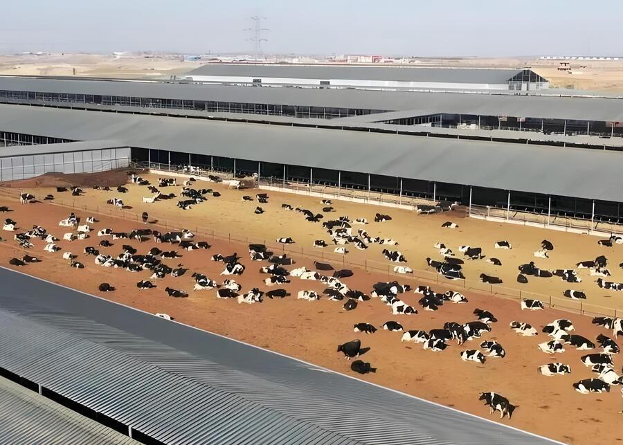Cows in a modern desert farm facility