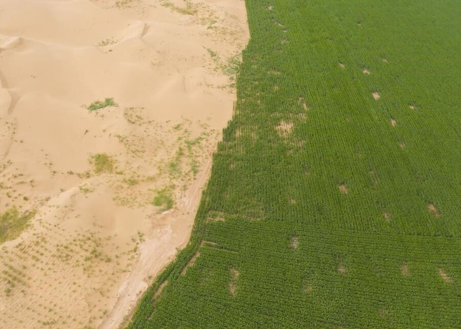 Planting grasses in the desert to create pastureland