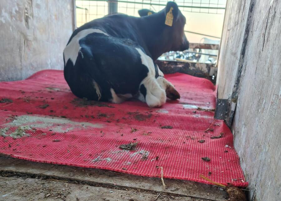 Diarrhea in a dairy cow after calving