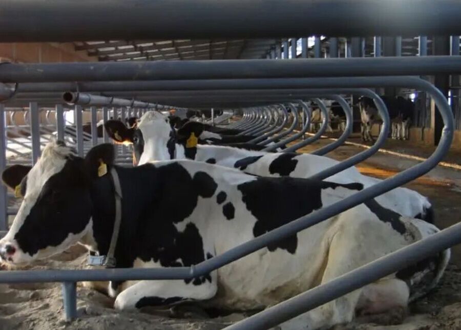 A close-up of a dry cow resting comfortably in a stall
