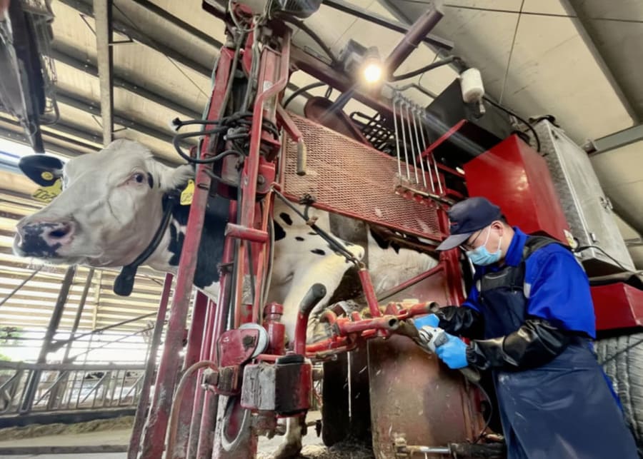 Efficient hoof trimming process in a modern barn