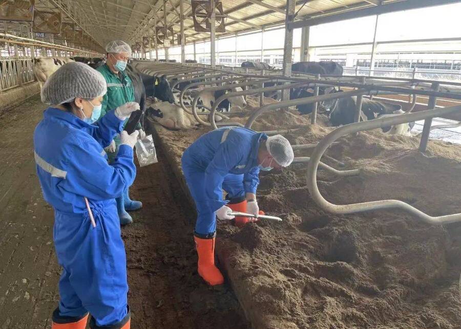 A team of farm workers performing their assigned tasks for bedding maintenance