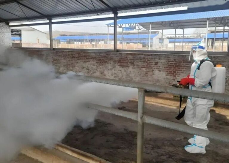 Why Is Early Fly Control at Dairy Farms So Critical (And How Do You Do It Right)?