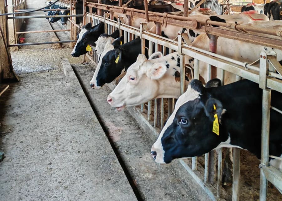 A clean feed bunk on a modern dairy farm