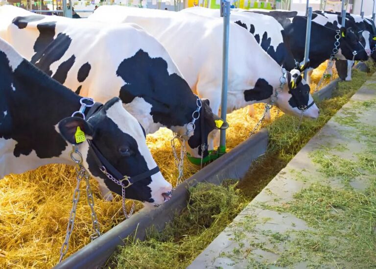 What Should You Do When Corn Silage Runs Short?