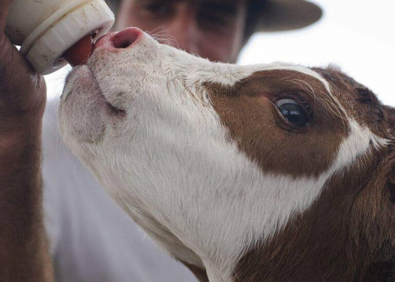 How to Store Colostrum Without a Pasteurizer: The Complete Farm Guide