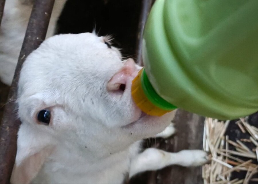 A person bottle-feeding a young goat lamb