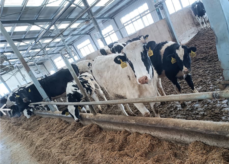 https://dignx.com/wp-content/uploads/2026/04/Muddy-Cow-Loose-Housing-Area.jpg