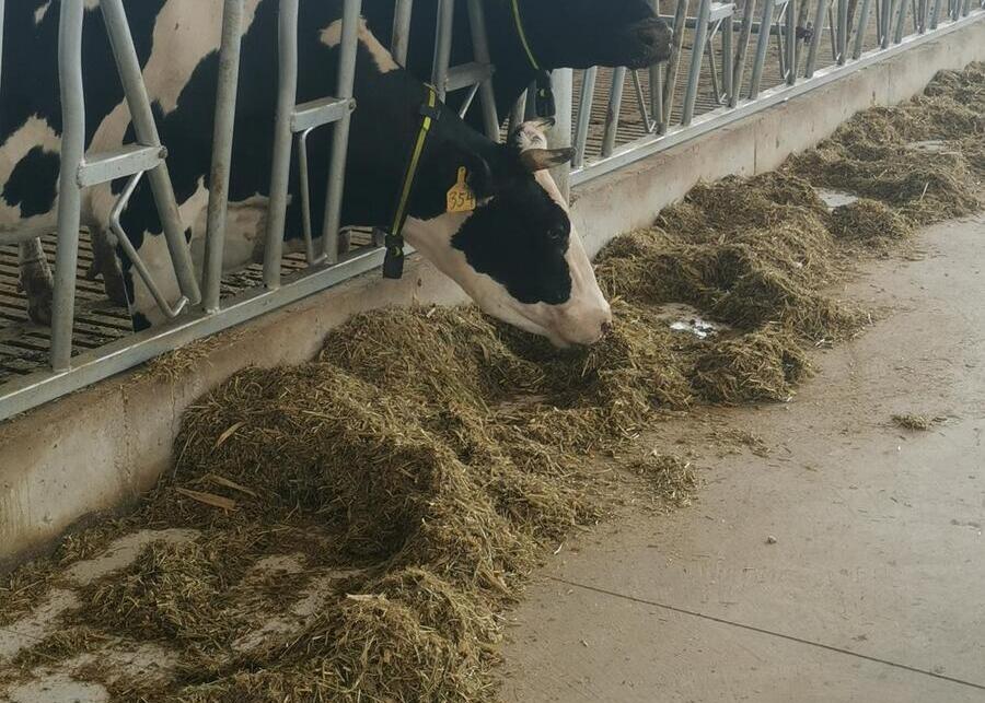 A healthy cow eating from a headlock in a clean barn