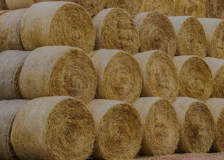 Will Moldy Hay Kill a Cow? The Complete Guide for Dairy & Beef Farmers