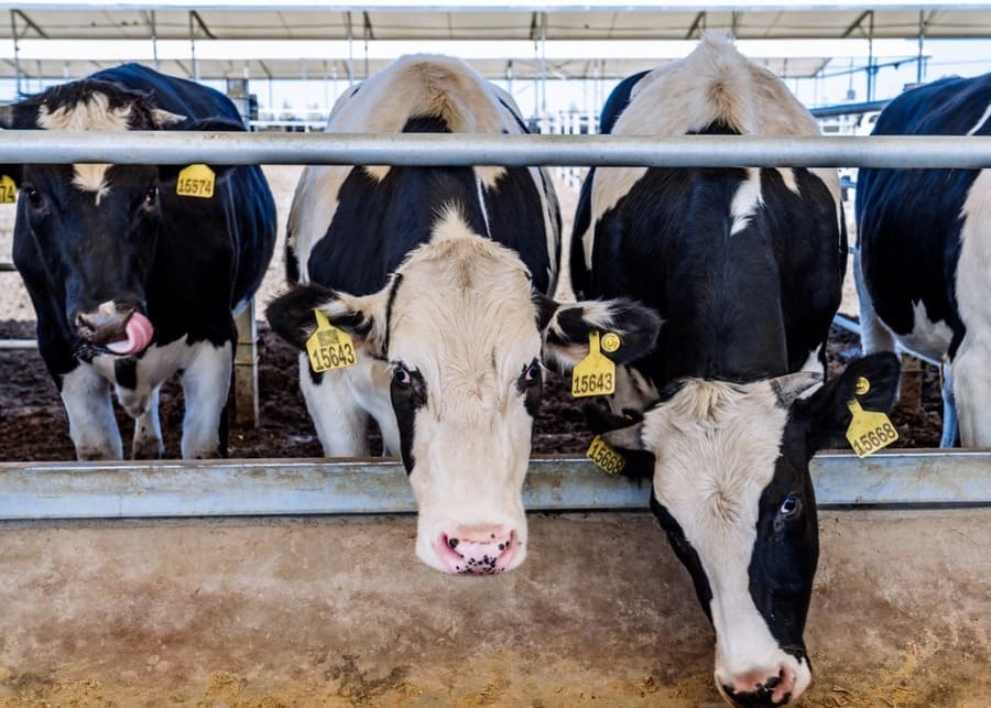 A healthy cow eating at a feed bunk