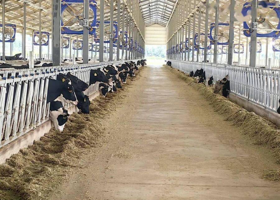 A healthy dairy cow in a clean barn environment
