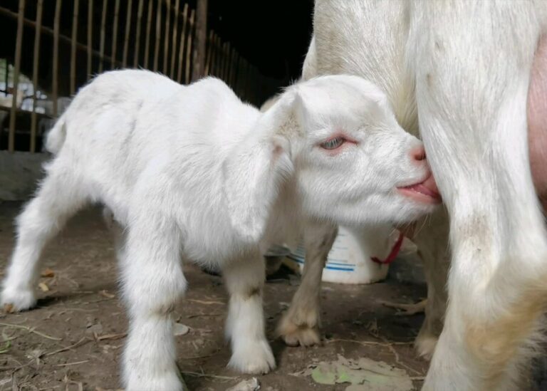 How Do You Feed a Lamb From Birth to Market?