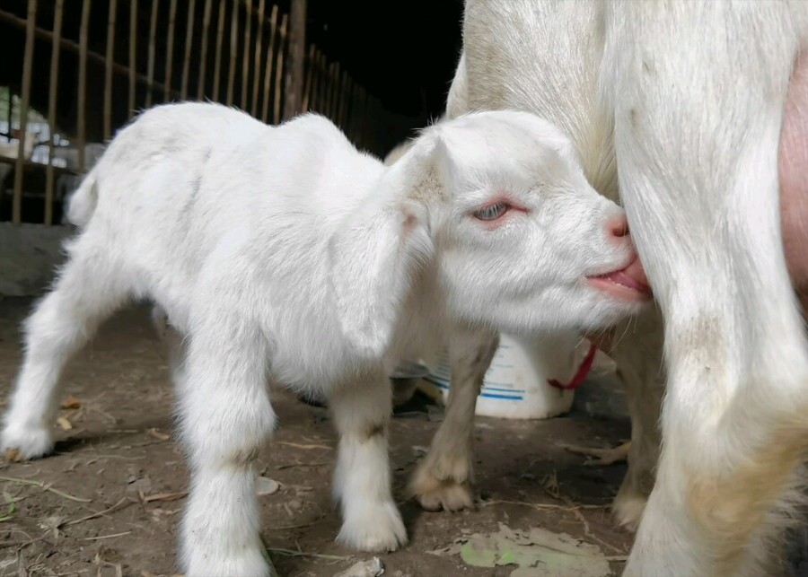 a healthy lamb nursing from its mother ewe