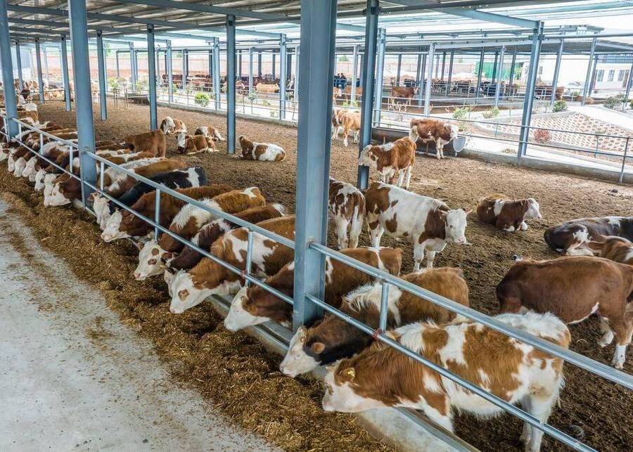 Large cattle ranch environment
