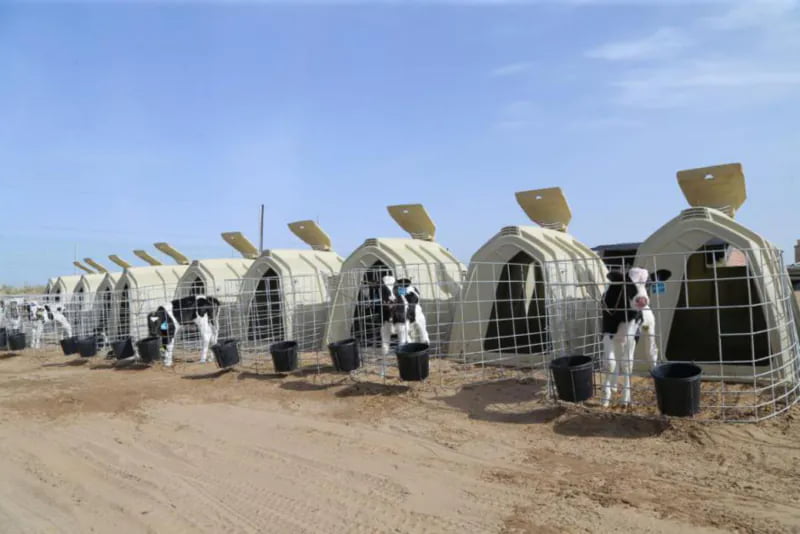 Calf Hutches in Dubai Desert