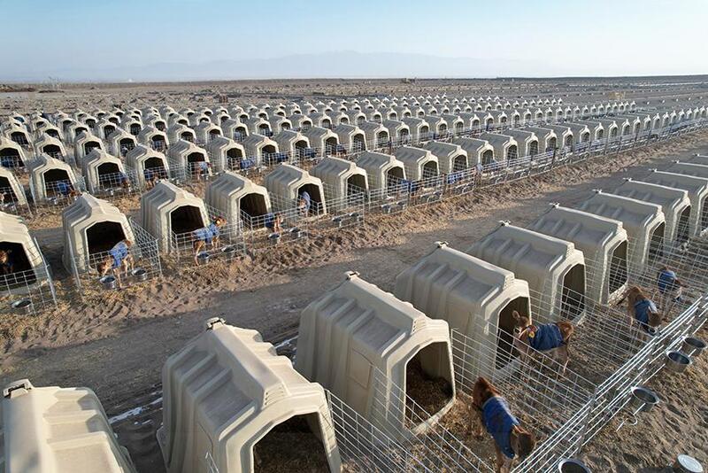 Calf Hutches in Siberia Snow