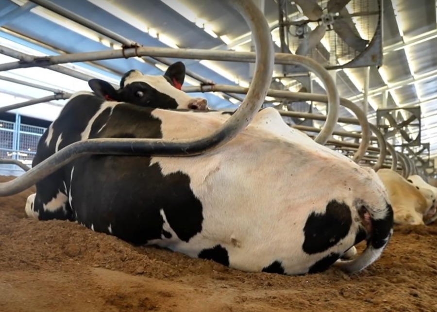 A clean and comfortable cow stall with a hybrid bedding system of rubber mattress and sawdust