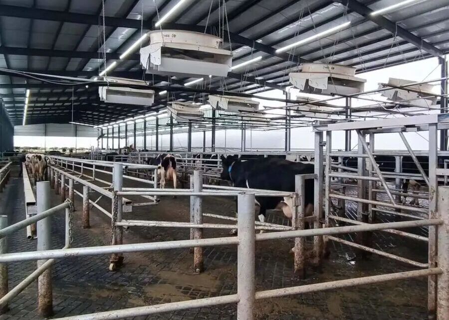 Calm cows walking through an automated sorting system in a clean barn