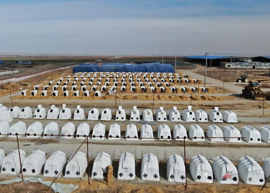 independent calf rearing hutches
