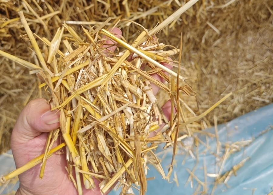 A farmer inspecting wheat straw by hand for moisture and texture