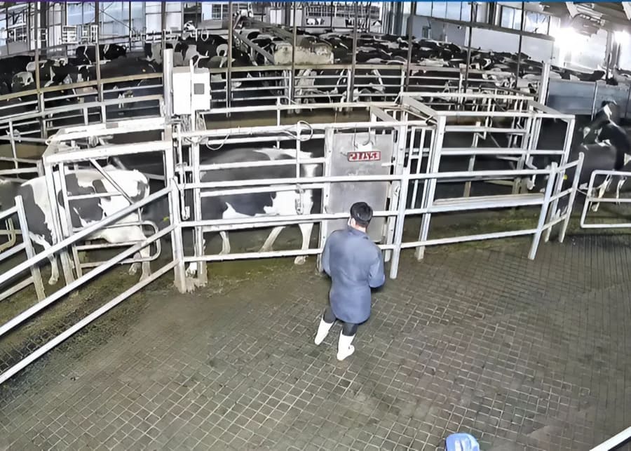 A modern dairy farm with an intelligent sorting gate system