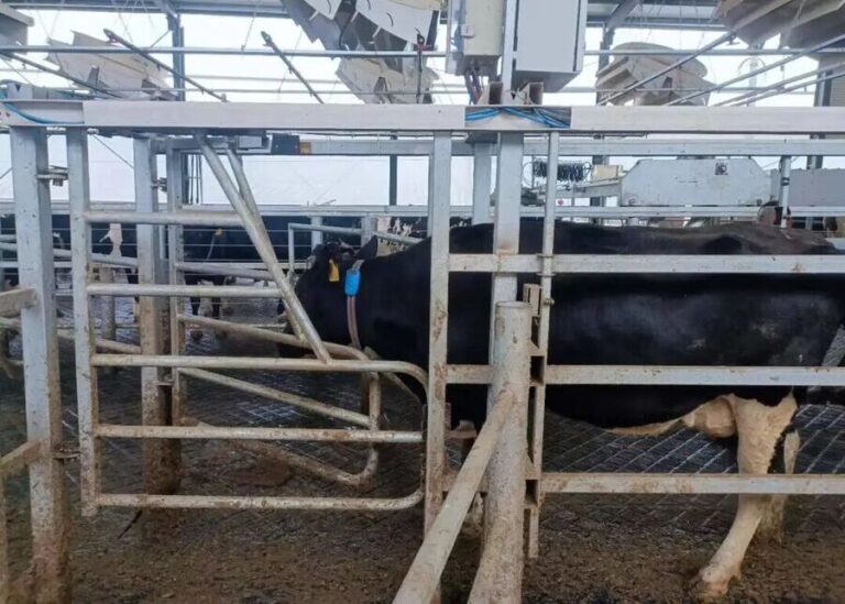 How Can Intelligent Sorting Gates Revolutionize Your Dairy Farm?
