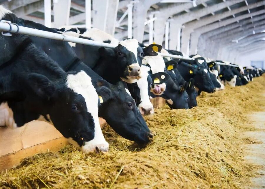 A line of dairy cows eating from headlocks in a modern barn