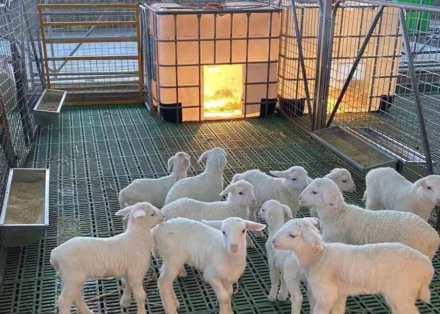 A group of young lambs in a clean nursery pen with a heat lamp