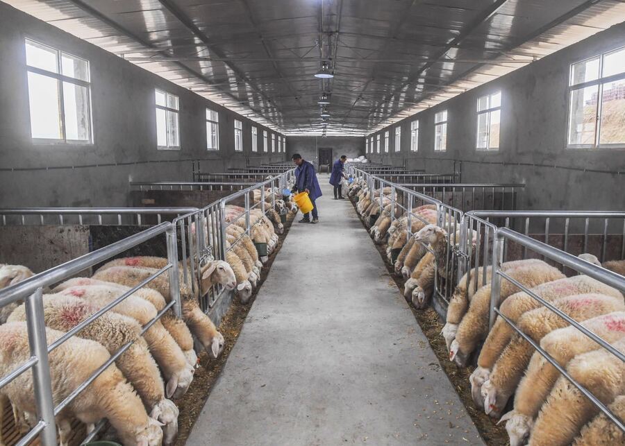 A flock of sheep is eating feed.