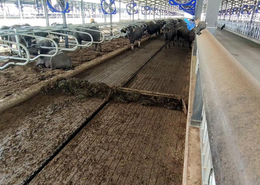 Modern dairy barn with fans and manure scrapers
