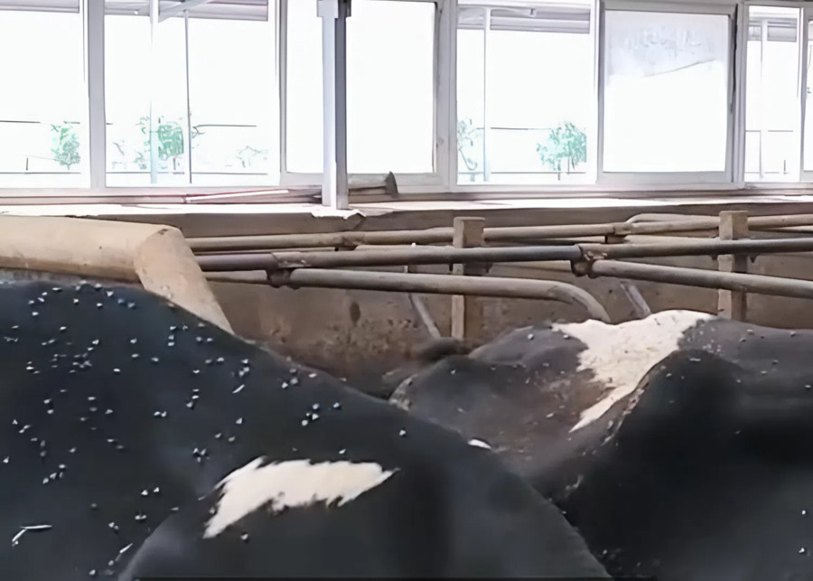 Mosquitoes on dairy cows that have not been properly dewormed