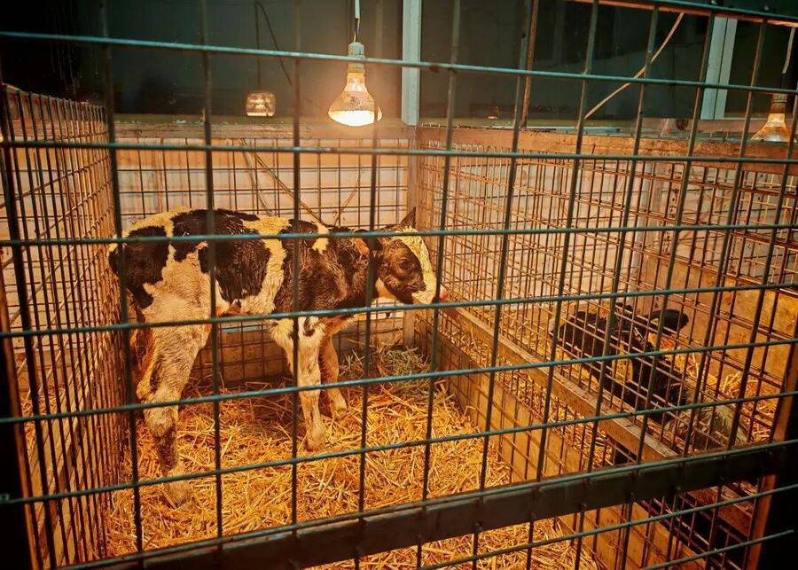 A newborn calf under a warm light