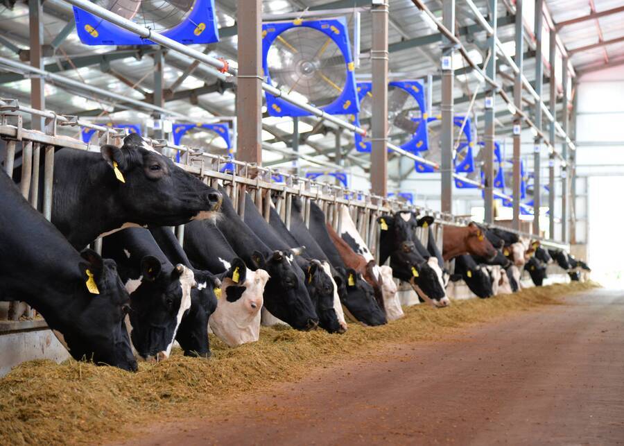 NexAgri Solutions Headlocks working in a modern barn