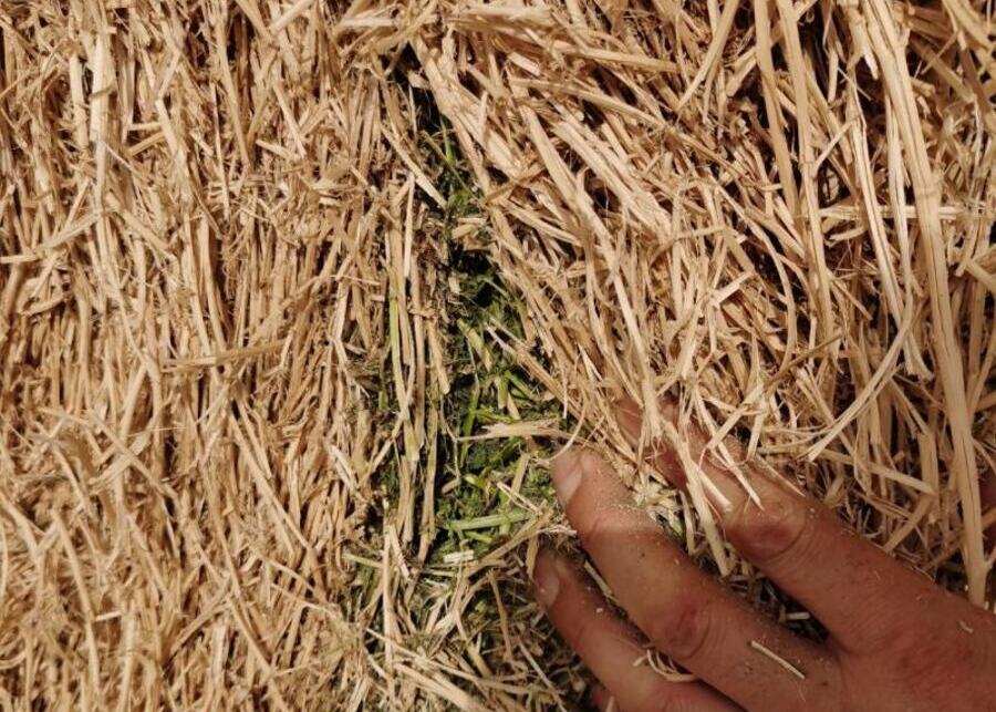 Non-uniformity of Pasture Hay Quality