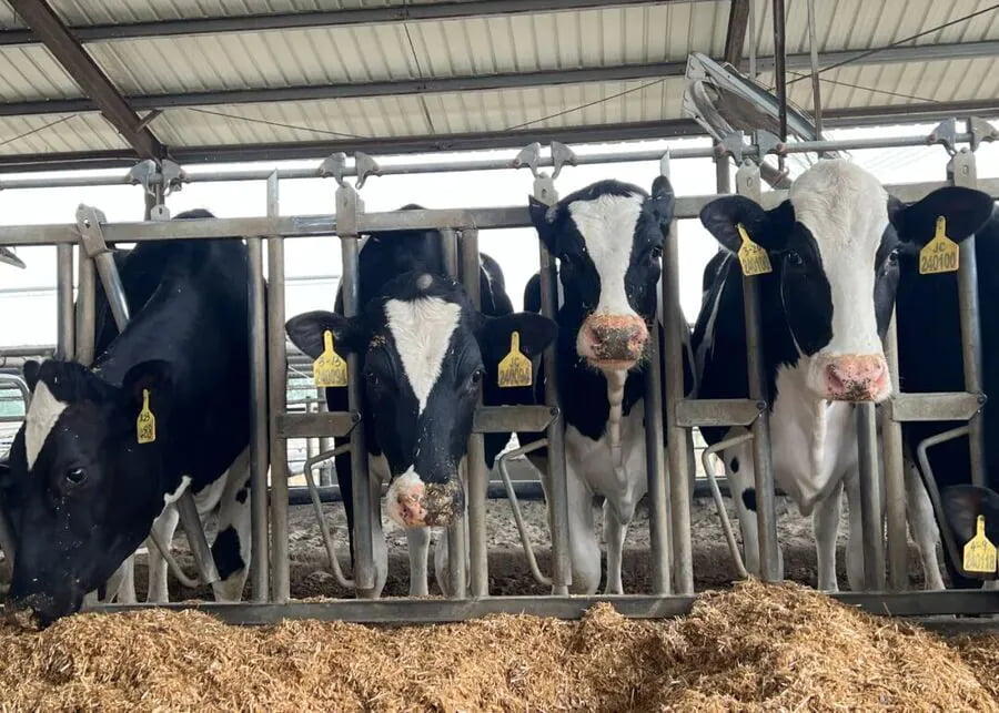 Group of weaned heifers at a feeding station