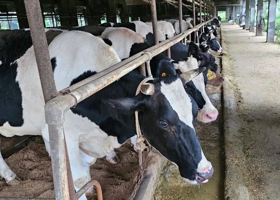 Loose housing pen for pre-fresh dairy cows