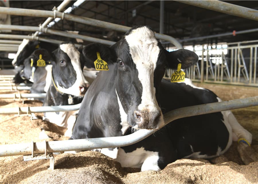A quiet barn environment with cows resting peacefully