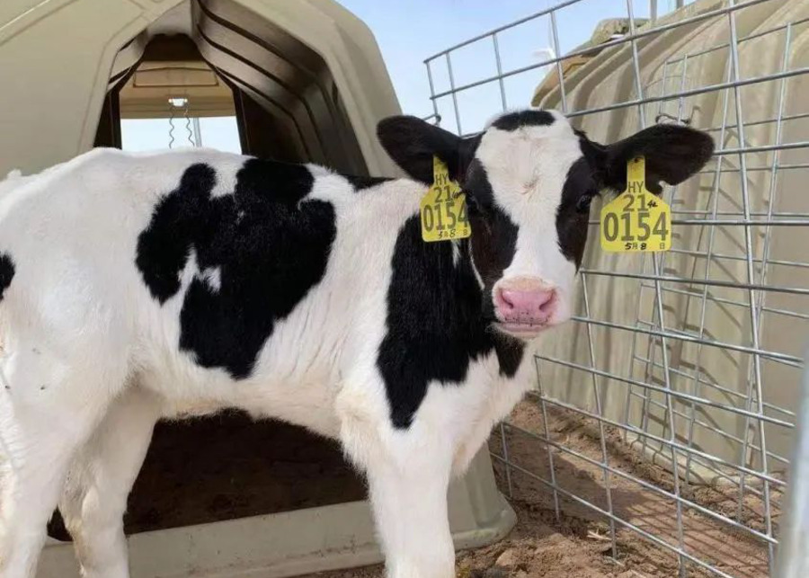 Close-up of an RFID smart ear tag on a cow's ear