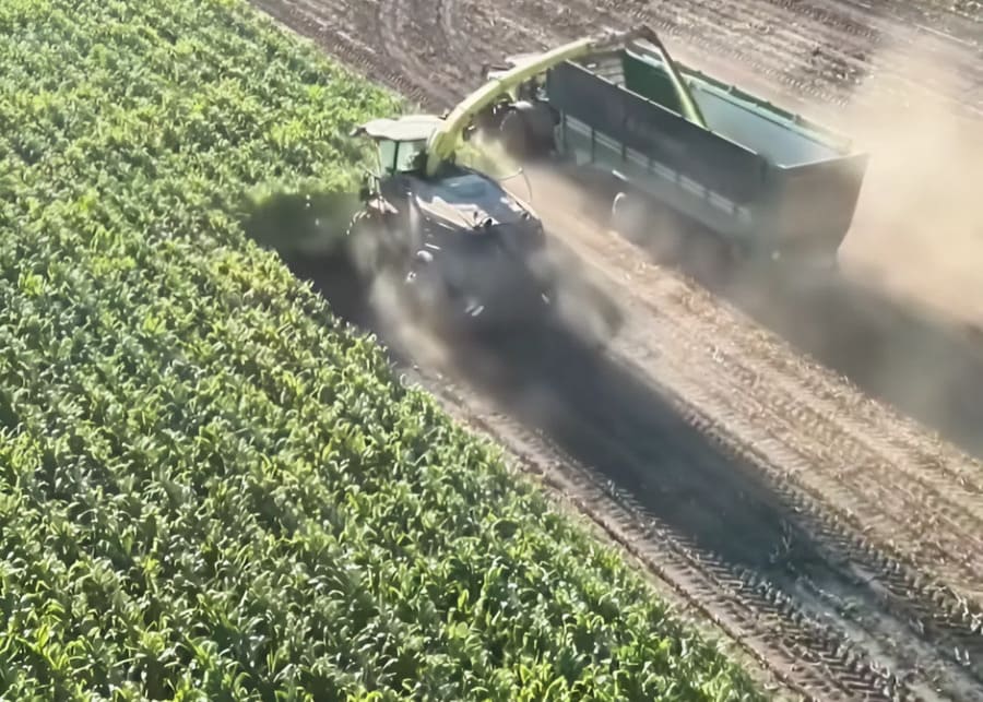 harvest corn silage timely