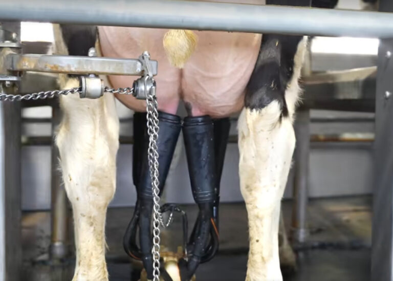 Silicone vs. Rubber Milking Liners: Which Offers the Best Return on Investment?
