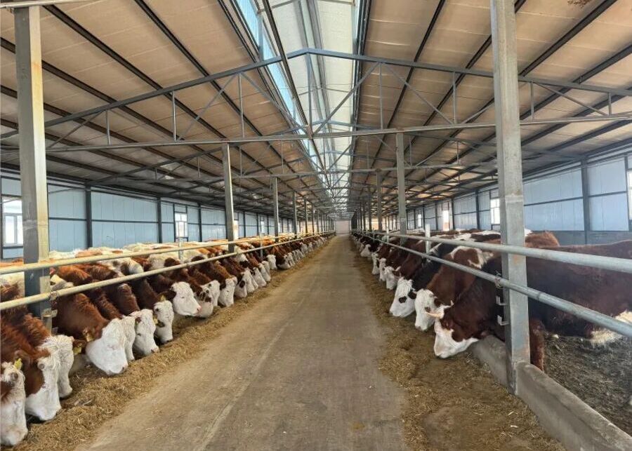 Modern cattle sheds for raising Simmental cattle