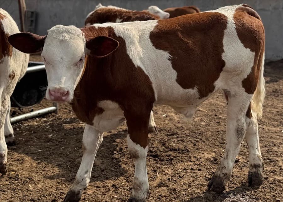 Simmental physical traits white head