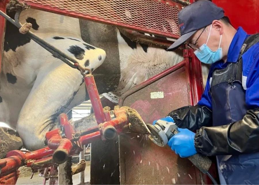 Skilled hoof trimmer working on a dairy cow