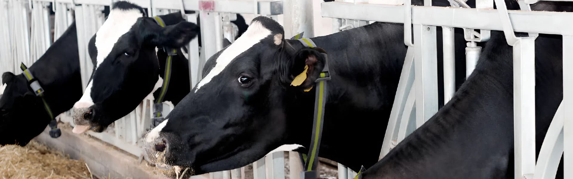 NexAgri Smart Collar System NX-Guard
