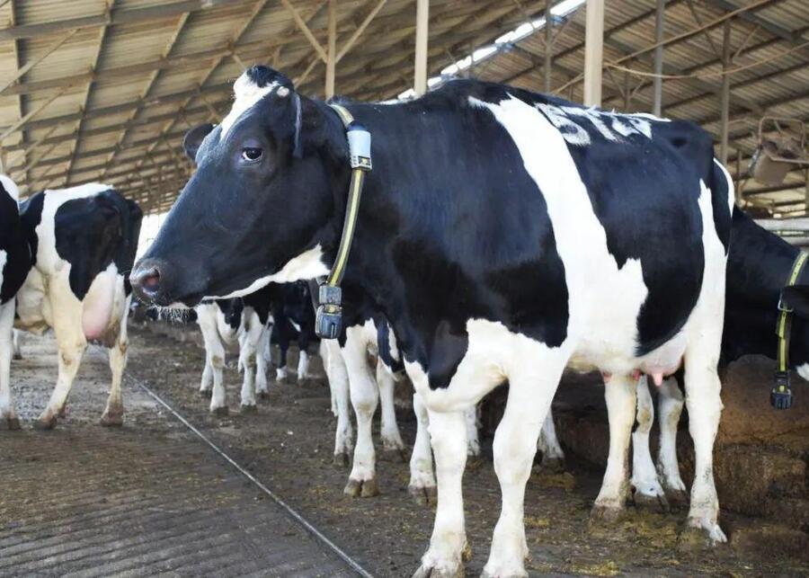 A dairy cow in a pasture wearing a smart collar with GPS