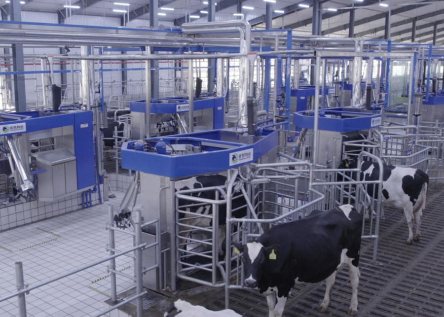 Robotic milking machine in a modern barn