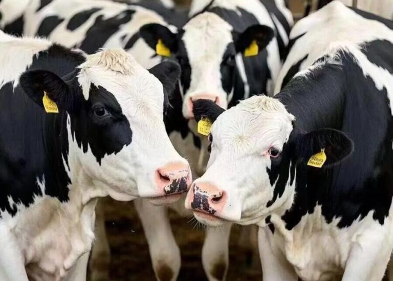 The Ultimate Guide to Smart Ear Tags and Collars for Dairy Farms (2026 Edition)?