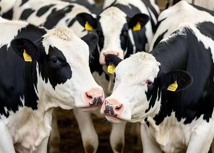 A modern dairy cow with a smart ear tag, in a clean barn